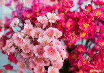pink sakura flower Naklejkomania - zdjecie 1 - miniatura