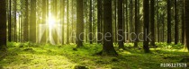 Sunlight in the green forest. Naklejkomania - zdjecie 1 - miniatura