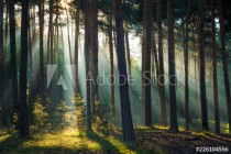 Sonnenstrahlen im Wald am Morgen im Herbst Naklejkomania - zdjecie 1 - miniatura