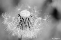 Black and white dandelion missing seeds close up Naklejkomania - zdjecie 1 - miniatura