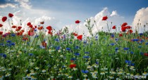 Happiness , vitality : Spring awakening with fragrant , colorful spring meadow :) Naklejkomania - zdjecie 1 - miniatura