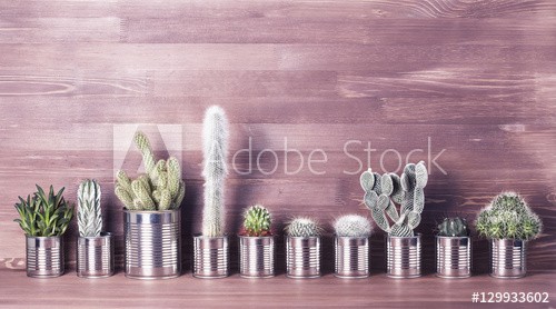 Cactus and succulents on a wooden background. Recycle aluminum can - zdjęcie 1