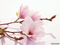 Pink magnolia blossoms on a reflective surface Naklejkomania - zdjecie 1 - miniatura
