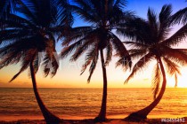 Tropic sunrise through coconut palms Naklejkomania - zdjecie 1 - miniatura