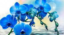 abstract floral background with blue flowers Naklejkomania - zdjecie 1 - miniatura