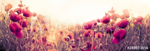 Poppy flower, wild red poppy flower in meadow - zdjęcie 1