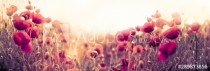Poppy flower, wild red poppy flower in meadow Naklejkomania - zdjecie 1 - miniatura
