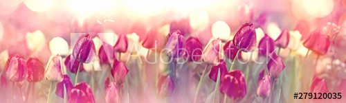 Tulips in flower garden lit by sulight