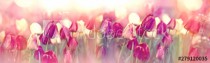 Tulips in flower garden lit by sulight Naklejkomania - zdjecie 1 - miniatura