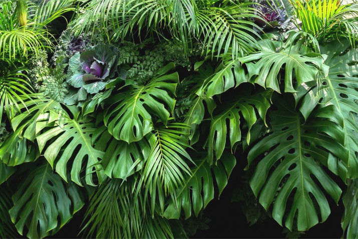 Nowoczesne fototapety liście monstera 212134563 - zdjęcie 2