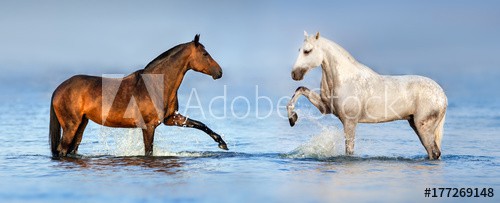 Two beautiful horses standing in blue water. Panorama for website