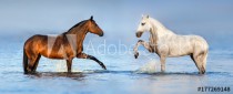 Two beautiful horses standing in blue water. Panorama for website Naklejkomania - zdjecie 1 - miniatura