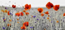 Panorama z nmaków polnych i kwiatów polnych Naklejkomania - zdjecie 1 - miniatura