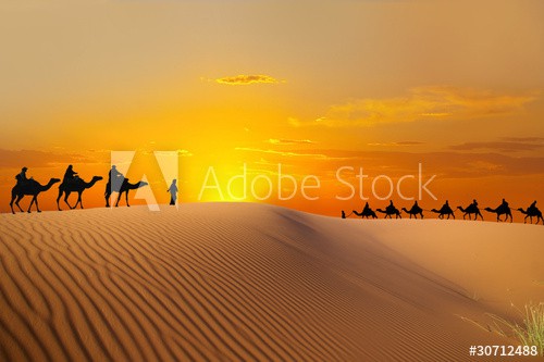 Travel with camel