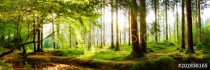 Beautiful forest in spring with bright sun shining through the trees Naklejkomania - zdjecie 1 - miniatura