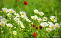 Summer wildflowers Naklejkomania - zdjecie 1 - miniatura
