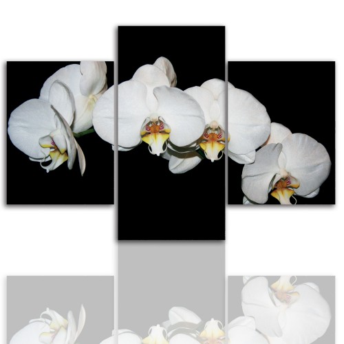 Tryptyk do salonu - Kwiaty, storczyk, orchidea 12060 Naklejkomania - zdjecie 1