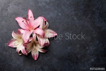 Colorful lily flowers Naklejkomania - zdjecie 1 - miniatura