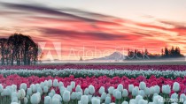 a tulip field under a pink sunrise with a mountain in the background Naklejkomania - zdjecie 1 - miniatura