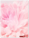 Plakat  Różowy kwiat 61012 Naklejkomania - zdjecie 2 - miniatura