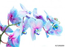 stem of blue and violet fresh orchid flowers isolated on white background Naklejkomania - zdjecie 1 - miniatura