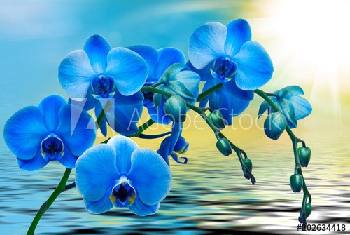 Fototapeta na ścianę Orchidea w blasku 42339 - zdjęcie 3