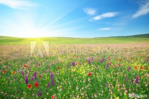 Spring meadow of flowers Naklejkomania - zdjecie 1 - miniatura
