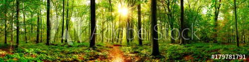 Forest panorama in with bright sun