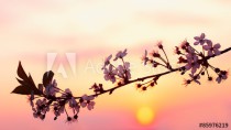Sakura blossom at sunset Naklejkomania - zdjecie 1 - miniatura