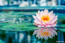 Beautiful Pink Lotus, water plant with reflection in a pond Naklejkomania - zdjecie 1 - miniatura