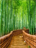Plakat Schody wśród bambusów 61103 Naklejkomania - zdjecie 2 - miniatura
