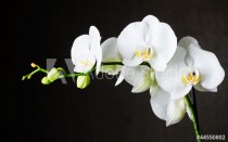 Close-up of white orchids (phalaenopsis) against dark background Naklejkomania - zdjecie 1 - miniatura