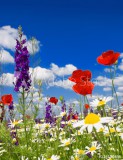Summer wildflowers and clouds Naklejkomania - zdjecie 1 - miniatura