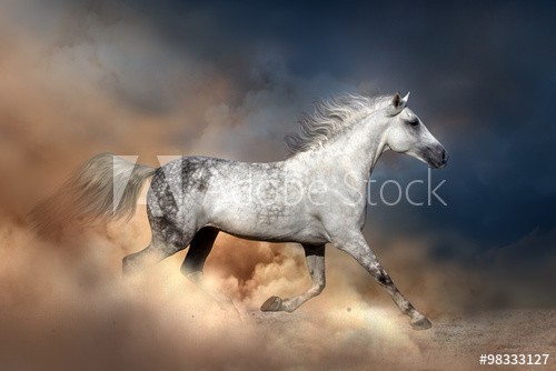 Orlov horse run in dust