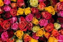 Flowers. Colorful roses background Naklejkomania - zdjecie 1 - miniatura