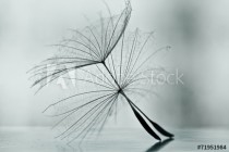 Wet dandelion on white, shiny surface with small droplets Naklejkomania - zdjecie 1 - miniatura