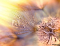 Dandelion seeds - fluffy blowball (dandelion) Naklejkomania - zdjecie 1 - miniatura