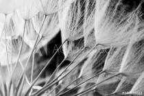 Abstract macro photo of plant seeds. Black and white Naklejkomania - zdjecie 1 - miniatura