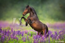 Fototapeta Koń na polu fioletowych kwiatów 42424 Naklejkomania - zdjecie 2 - miniatura