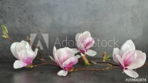 Wunderschöne Magnolien isoliert auf anthrazitem Hintergrund Naklejkomania - zdjecie 1 - miniatura