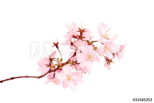 Spring blossoms isolated on white background