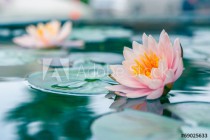 A beautiful pink waterlily or lotus flower in pond Naklejkomania - zdjecie 1 - miniatura