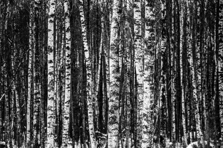 Fototapeta na ścianę tapeta na fizelinie do salonu sypialni las, brzozy 10084 - zdjęcie 2