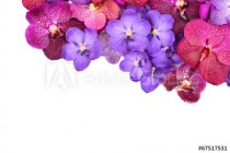 beautiful blooming orchid Naklejkomania - zdjecie 1 - miniatura