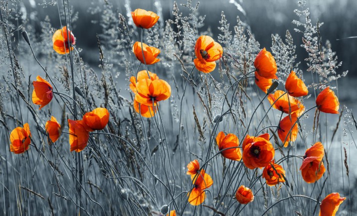 Maty magnetyczne okleiny na zmywarkę łąka maki 16065 - zdjęcie 2