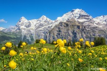 Blooming alpine meadow in spring, Switzerland Naklejkomania - zdjecie 1 - miniatura