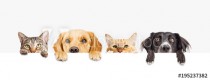 Dogs and Cats Peeking Over Web Banner Naklejkomania - zdjecie 1 - miniatura