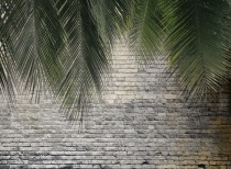 Fototapeta na ścianę liście palmowe 21034 Naklejkomania - zdjecie 2 - miniatura