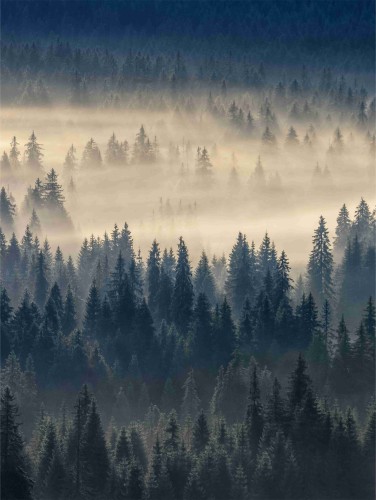 Plakat leśny krajobraz 61263 - zdjęcie 3