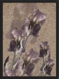 Plakat kwiaty 23068 Naklejkomania - zdjecie 1 - miniatura